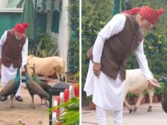 PM मोदी की सुबह की खास दिनचर्या, गायों और मोरों के साथ दिखा खास अंदाज