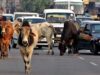 गौवंश संरक्षण को मिलेगा नया बल, राज्य सरकार ने गौधाम योजना का किया विस्तार