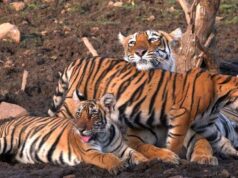 एक से 10 पार पहुंचा बाघों का कुनबा, MP से आए बाघों ने अचानकमार टाइगर रिजर्व को दी नई ताकत
