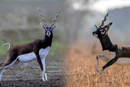 गोमर्डा अभयारण्य में फिर बढ़ेगा काले हिरणों का कुनबा, प्राकृतिक आवास में छोड़े जाएंगे 25 हिरण