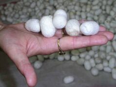 रेशम किसानों की बढ़ेगी कमाई, ₹12 लाख आय का लक्ष्य; MSME के लिए सब्सिडी