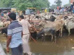 मवेशियों के साथ पहुंचे किसान तो हरकत में आए अधिकारी, रास्ते में निपटा मामला