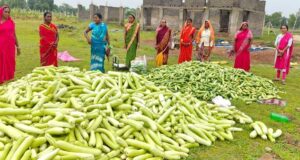 अतिक्रमण मुक्त 25 एकड़ बंजर भूमि पर उगी समृद्धि