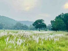 वन्यप्राणियों की सुरक्षा, वृक्षों के गिरने और निचले क्षेत्रों में जलभराव की निगरानी के निर्देश