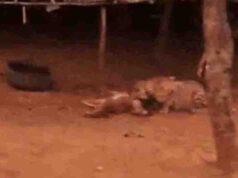 चीते के शरीर से मिले बंदूक के 5 छर्रे, कूनो में वन विभाग की बड़ी कार्रवाई; 6 कर्मचारी सस्पेंड