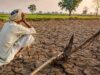 MP Weather: कम बारिश से खेती पर संकट, 11 जिलों में 80% से कम बारिश; गेहूं-सोयाबीन की पैदावार घटने का अनुमान