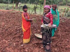 20 एकड़ में लेमन ग्रास की खेती, बिहान की दीदियों को मिला कमाई का नया आधार; आत्मनिर्भर बन रहीं महिलाएं