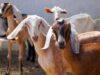 भेड़-बकरियों में प्लेग का खतरा बढ़ा, इंदौर संभाग में 8.42 लाख पशुओं को लगाया गया PPR डोज