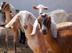 भेड़-बकरियों में प्लेग का खतरा बढ़ा, इंदौर संभाग में 8.42 लाख पशुओं को लगाया गया PPR डोज
