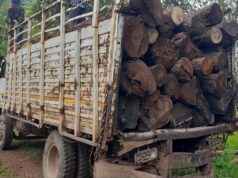 जंगल में धड़ल्ले से चल रहा था अवैध सागौन कटाई का खेल, लाखों की लकड़ी-मशीनें पकड़ी गईं