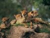 Project Cheetah: कूनो में चीतों की संख्या बढ़ने की उम्मीद, 12 में से 5 मादा चीताओं ने बढ़ाया कुनबा