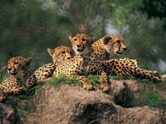 Project Cheetah: कूनो में चीतों की संख्या बढ़ने की उम्मीद, 12 में से 5 मादा चीताओं ने बढ़ाया कुनबा