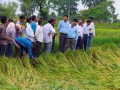 बेमेतरा में राजस्व एवं कृषि विभाग की संयुक्त टीमें खेतों में पहुंचकर कर रहीं फसल क्षति का आकलन